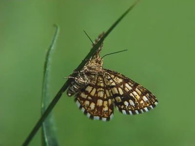Chiasmia clathrata
