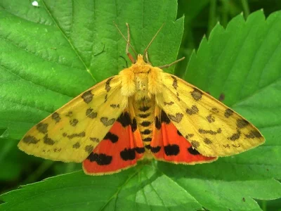 Diacrisia purpurata
