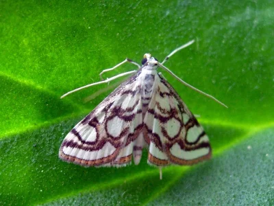 Nymphula nitidulata