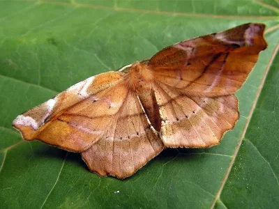 Apeira syringaria