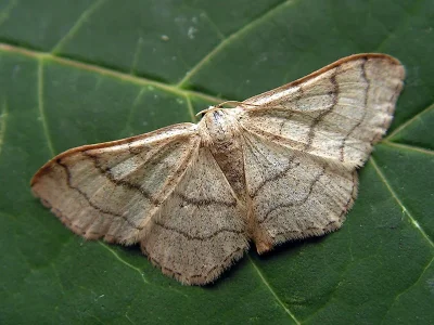 Idaea aversata