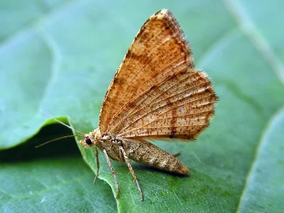 Macaria brunneata