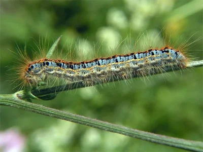 Malacosoma (Clisiocampa) castrensis