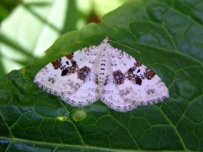 Xanthorhoe montanata
