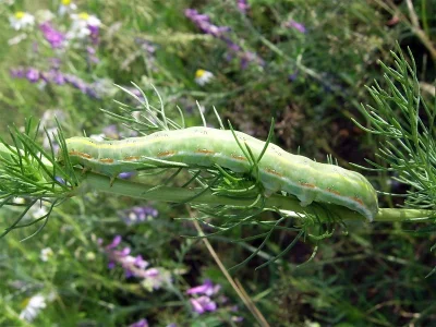 Xylena (Xylena) exsoleta