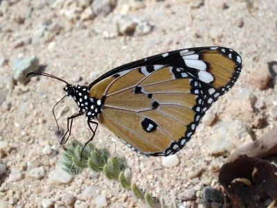 Danaus (Anosia) chrysippus