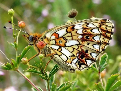 Boloria (Clossiana) selene