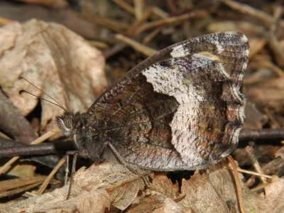 Hipparchia (Hipparchia) alcyone