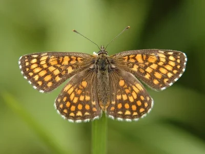 Melitaea (Mellicta) athalia