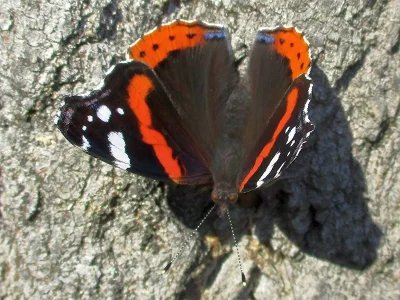 Vanessa atalanta