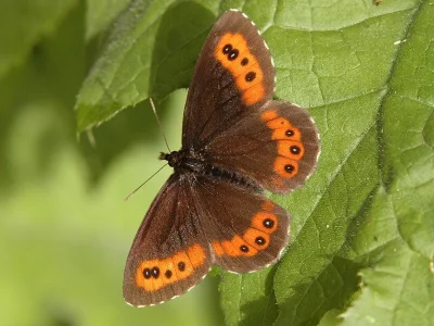 Erebia ligea