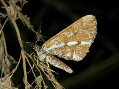 Bupalus piniaria