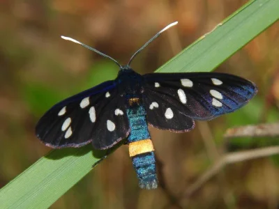 Amata (Syntomis) phegea