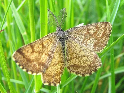 Ematurga atomaria