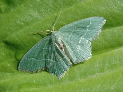 Hemithea aestivaria