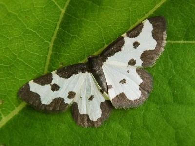 Lomaspilis marginata
