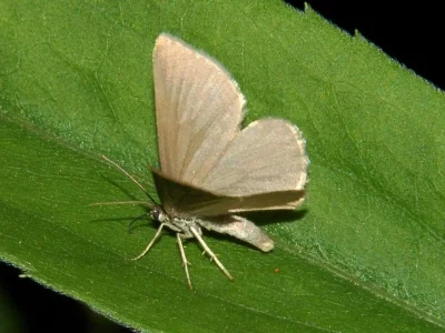 Minoa murinata