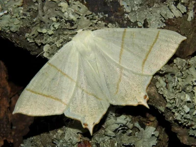 Ourapteryx sambucaria