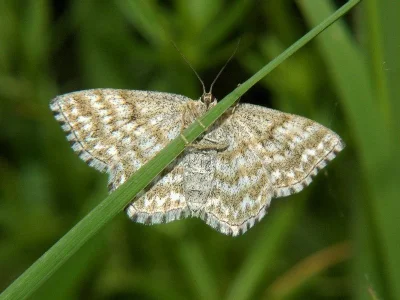 Scopula (Scopula) immorata