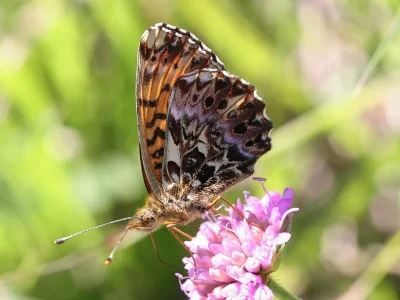 Boloria (Clossiana) titania