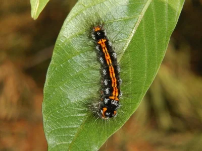 Euproctis (Sphrageidus) similis