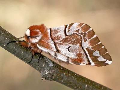 Endromis versicolora