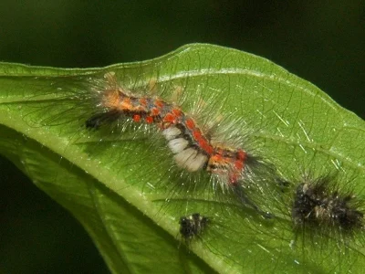 Orgyia (Orgyia) antiqua