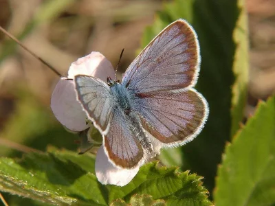 Plebejus (Plebejus) argus