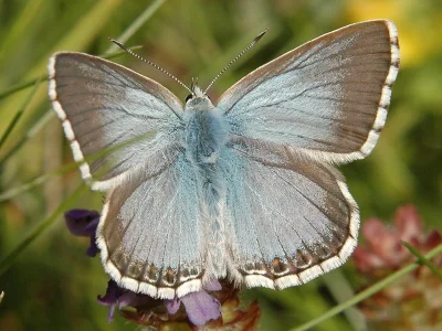 Polyommatus (Lysandra) coridon