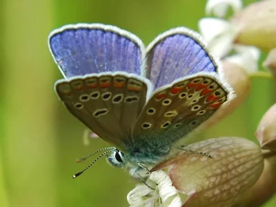 Polyommatus (Agrodiaetus) thersites