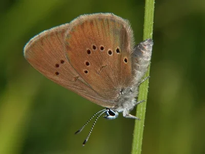 Phengaris nausithous