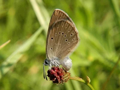 Phengaris teleius