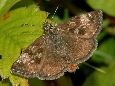 Erynnis tages