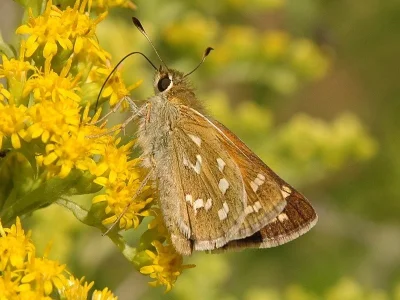 Hesperia comma