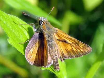 Ochlodes sylvanus