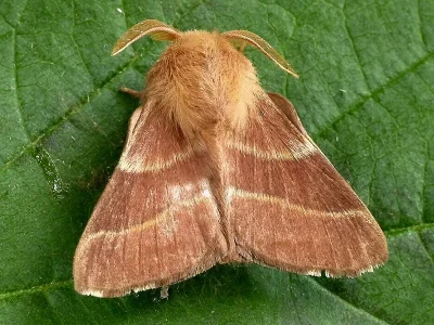 Malacosoma (Clisiocampa) neustria