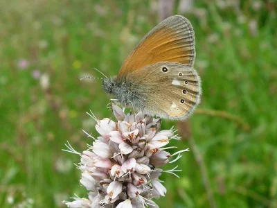 Coenonympha glycerion