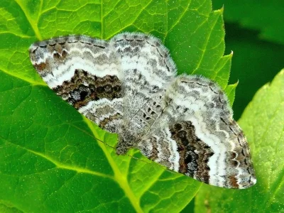 Epirrhoe alternata