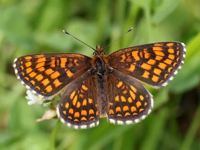 Melitaea (Mellicta) britomartis