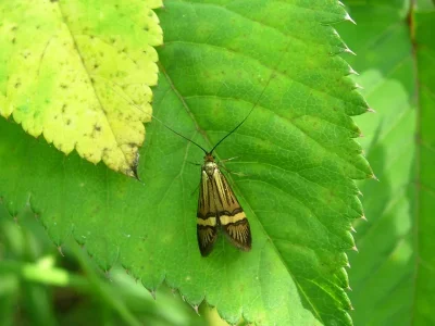 Nemophora degeerella