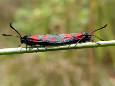 Zygaena (Agrumenia) viciae