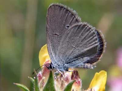 Cupido (Cupido) minimus