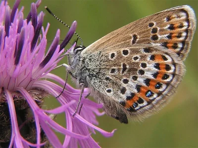 Plebejus (Plebejus) argus