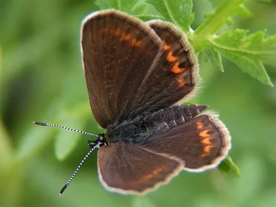 Plebejus (Plebejus) argus