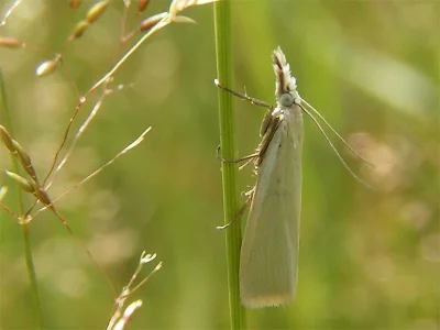 Crambus perlella