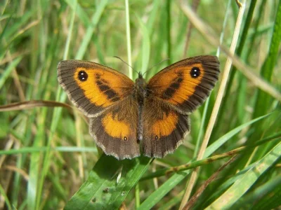 Pyronia (Pyronia) tithonus