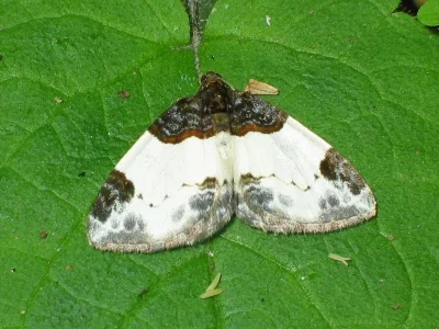Mesoleuca albicillata