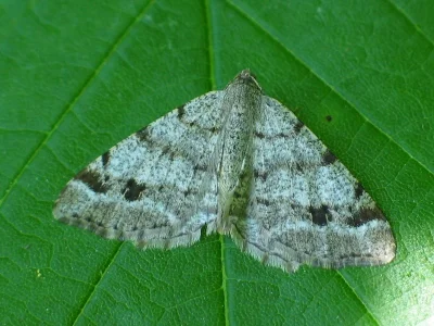 Macaria signaria