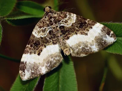 Euphyia unangulata