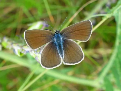 Cupido (Cupido) minimus
